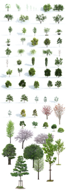 各种景观树