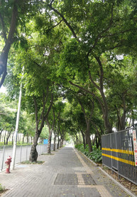 林间小道