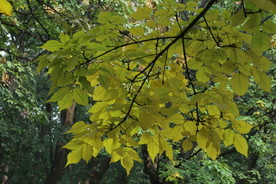 白蜡树