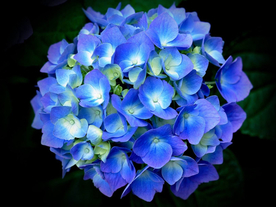 绣球花