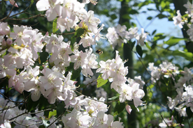 白花