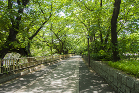林荫小路