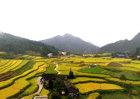 贵州水稻梯田