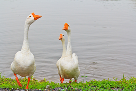 大白鹅摄影图片