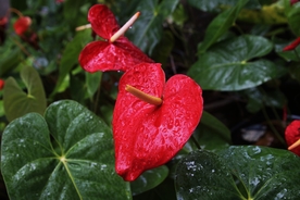 鲜红的红掌鲜花摄影美图