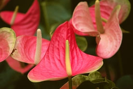 鲜红的红掌鲜花摄影美图