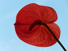 鲜红的红掌鲜花摄影美图