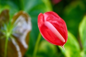 鲜红的红掌鲜花摄影美图