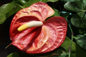 鲜红的红掌鲜花摄影美图