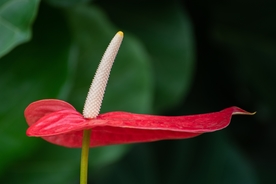 鲜红的红掌鲜花摄影美图