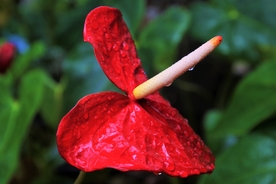 鲜红的红掌鲜花摄影美图