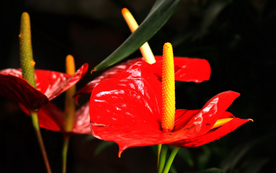花烛