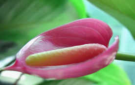 花烛