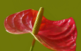 花烛