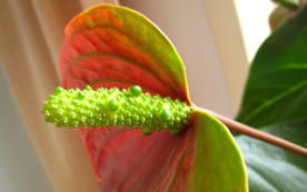 花烛
