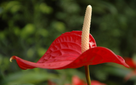 花烛