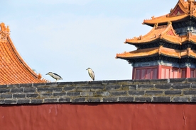 北京故宫摄影美图