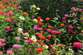 百日菊