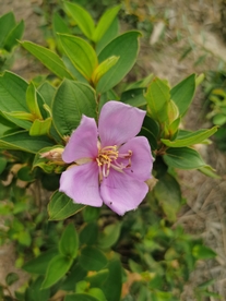一朵紫色毛菍花