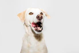 拉布拉多犬