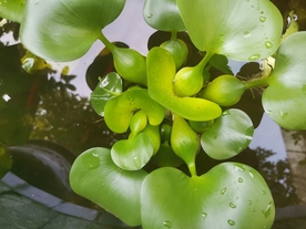 水葫芦