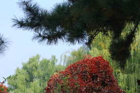 红叶风景