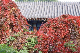 彩叶风景