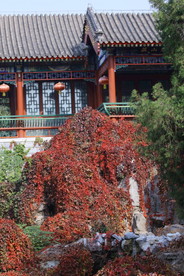 彩叶风景