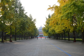 天坛银杏树