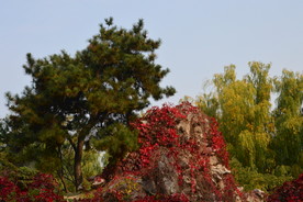 红叶风景