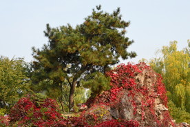 红叶风景