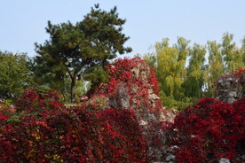 红叶风景