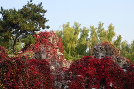 彩叶风景