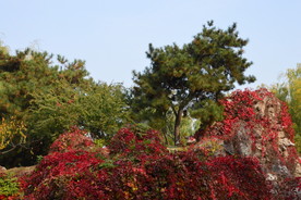 红叶风景