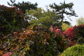 红叶风景