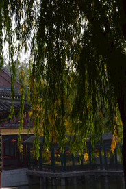 垂柳风景