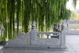垂柳风景