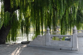 垂柳风景