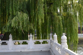 垂柳风景
