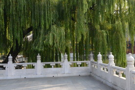 垂柳风景