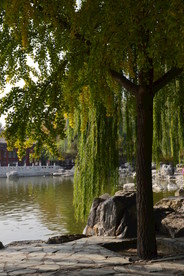 彩叶风景