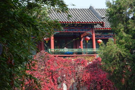 彩叶风景
