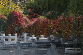 彩叶风景