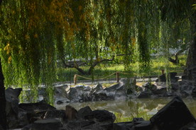 垂柳风景
