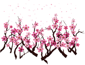 樱花装饰素材
