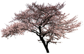 手绘樱花素材
