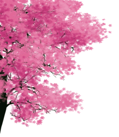 手绘樱花