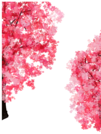 樱花素材