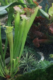 食虫草