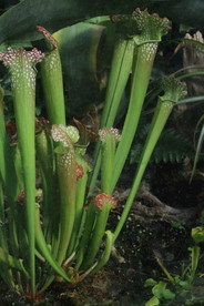 食虫草
